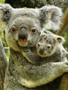 El Koala Eye Pet